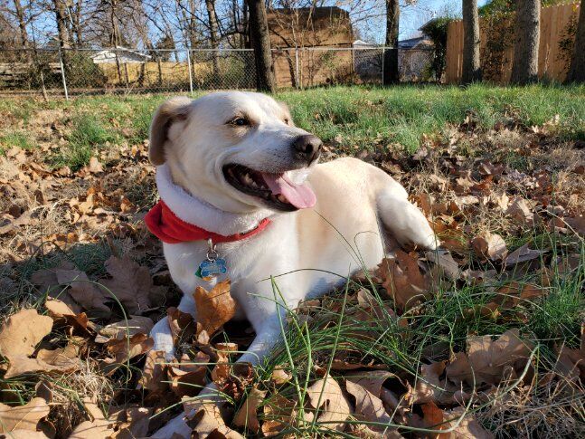 2. Frosty the dog